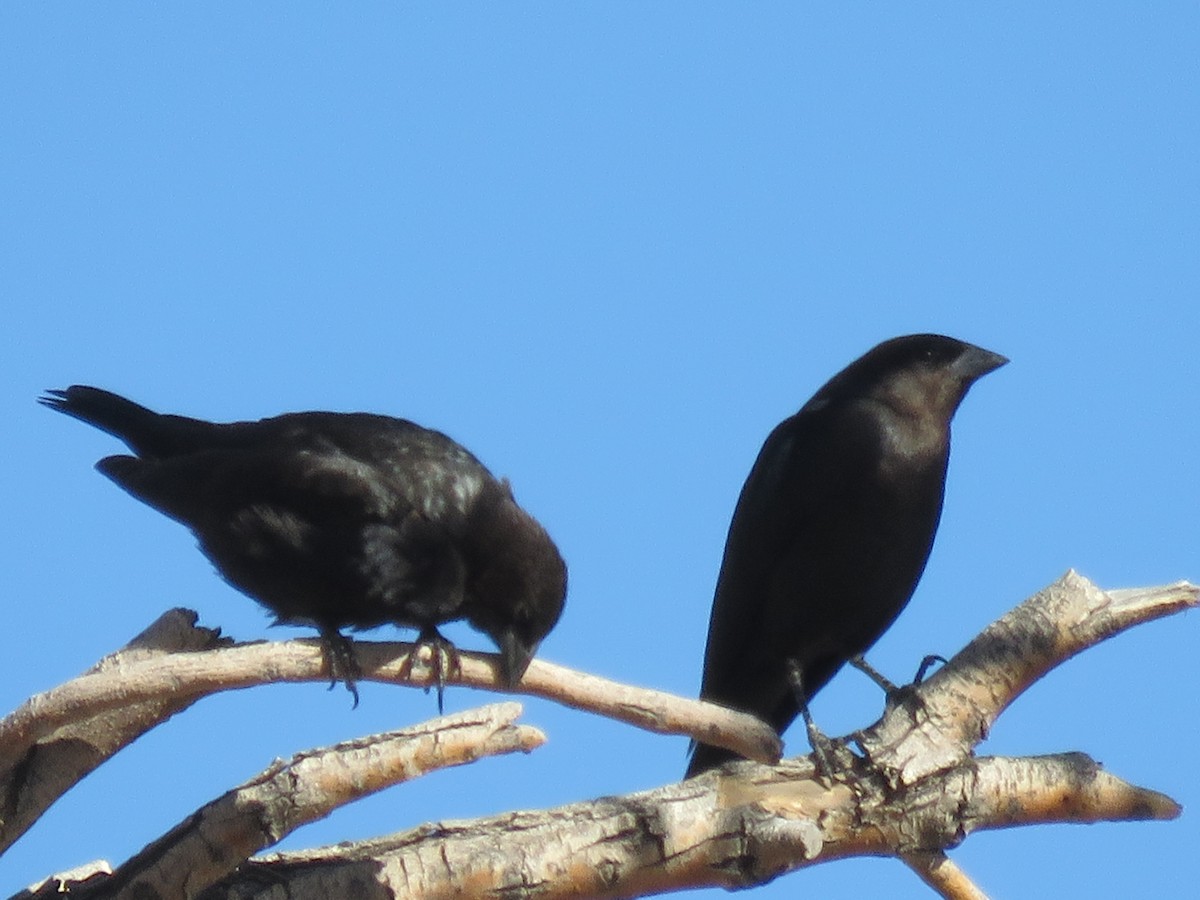 Brown-headed Cowbird - ML628169150