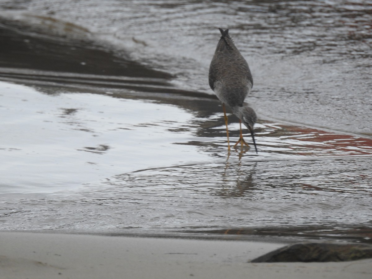 Lesser Yellowlegs - ML628169159
