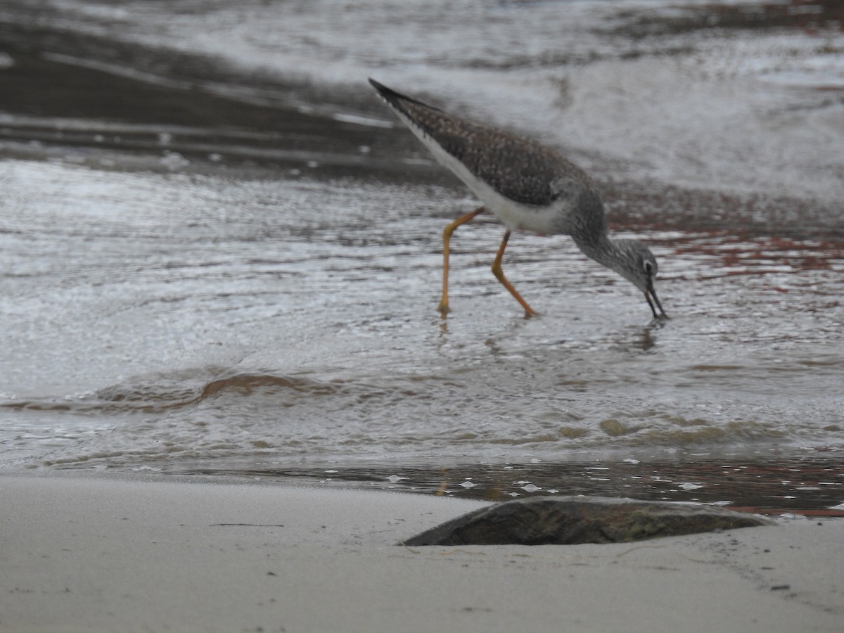 Lesser Yellowlegs - ML628169160