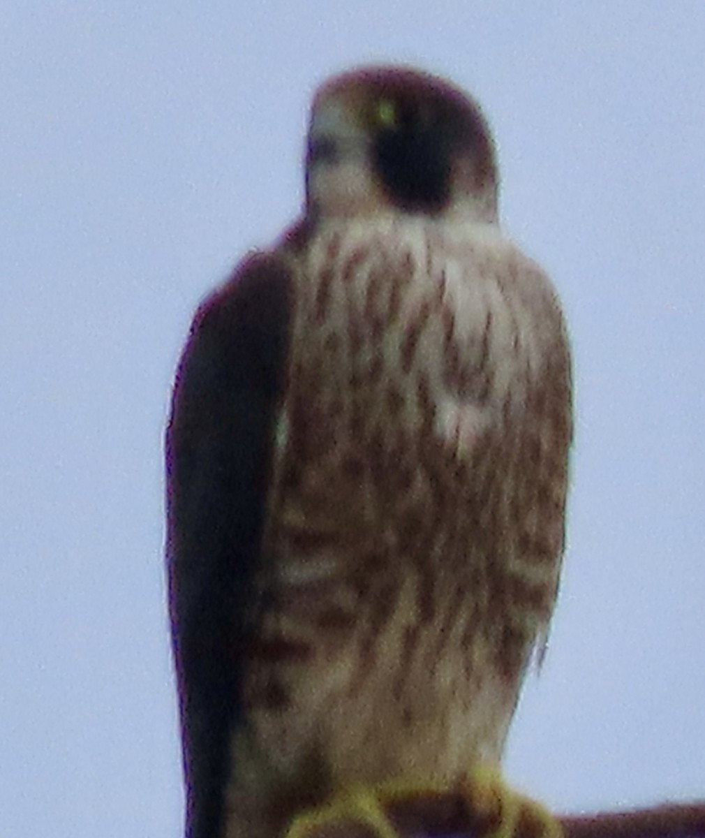 Эгэл шонхор - ML628169242