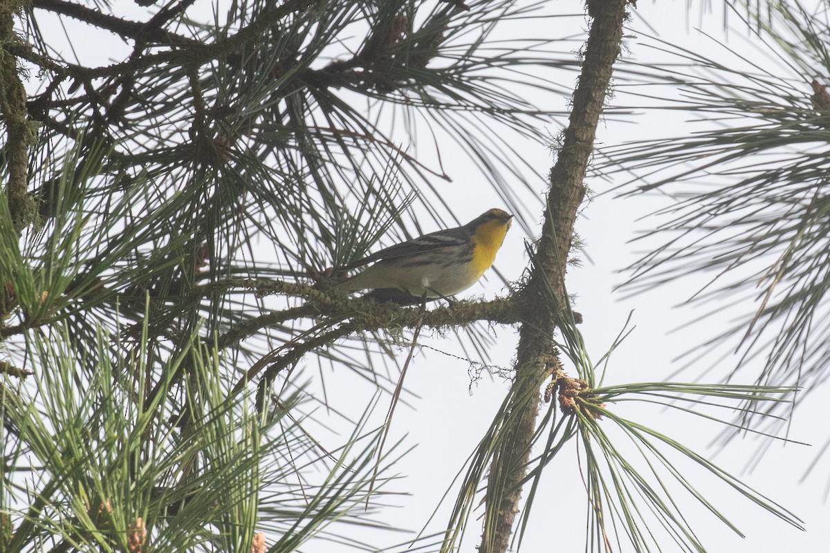 Grace's Warbler - ML628169255