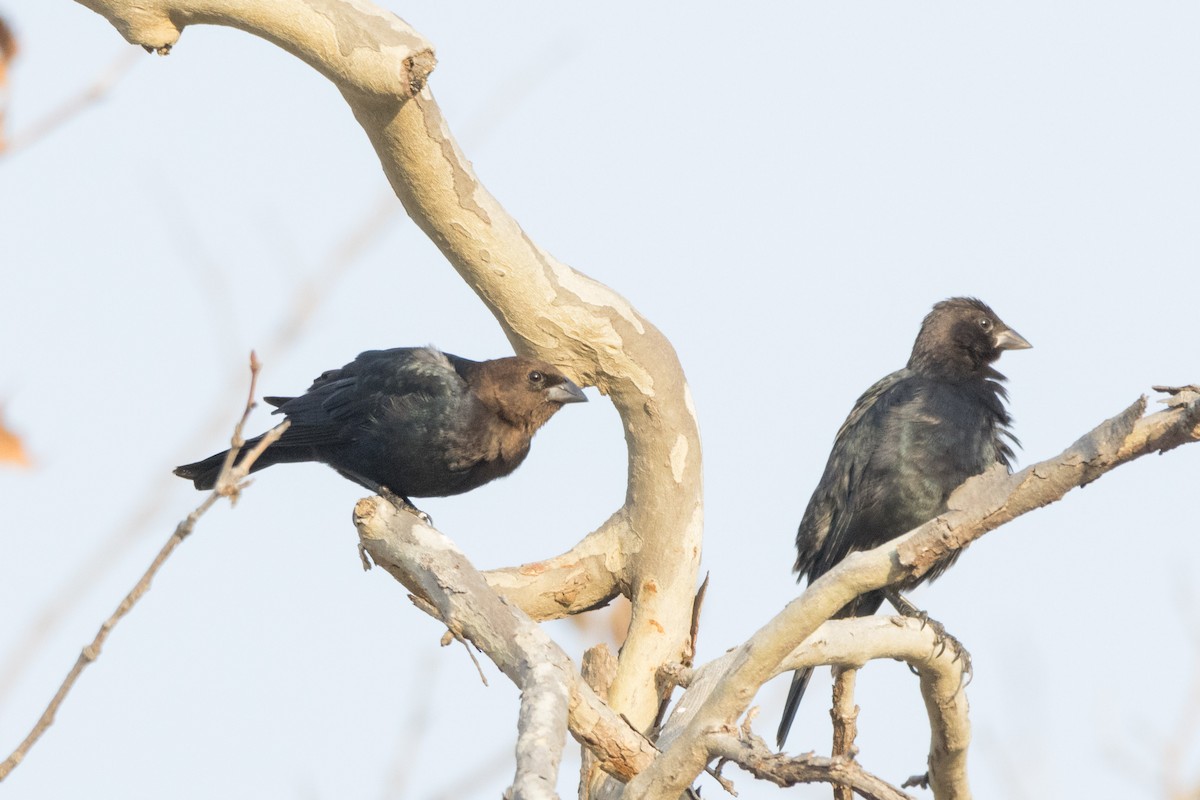 Brown-headed Cowbird - ML628169369