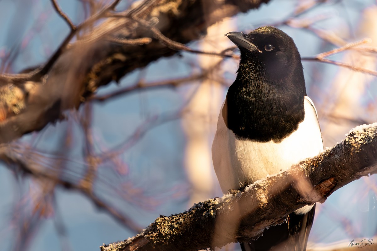Black-billed Magpie - ML628169408