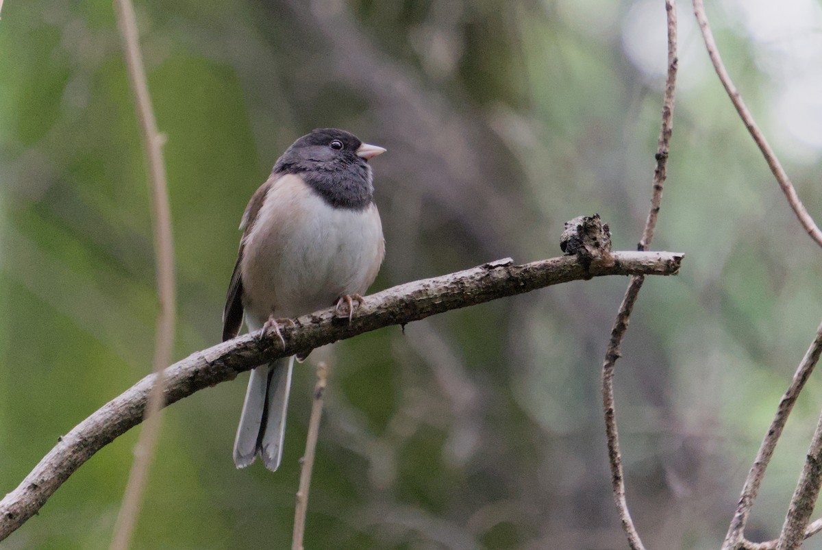 Dark-eyed Junco (Oregon) - Rodrigo Dueñas