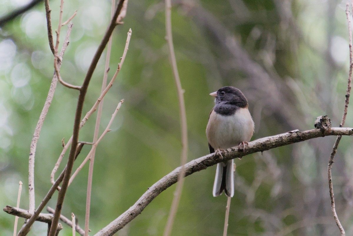 Dark-eyed Junco (Oregon) - Rodrigo Dueñas
