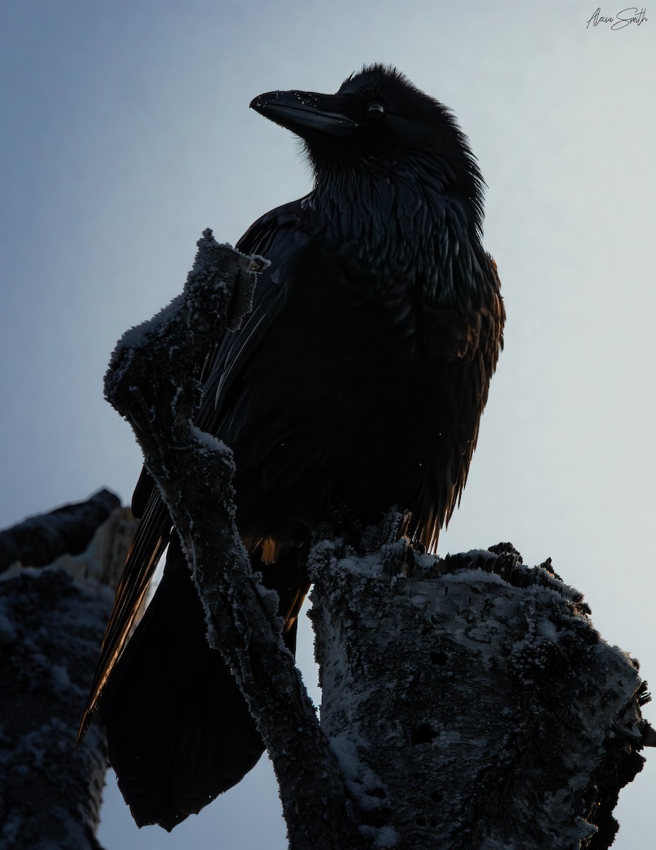 Common Raven - ML628169429