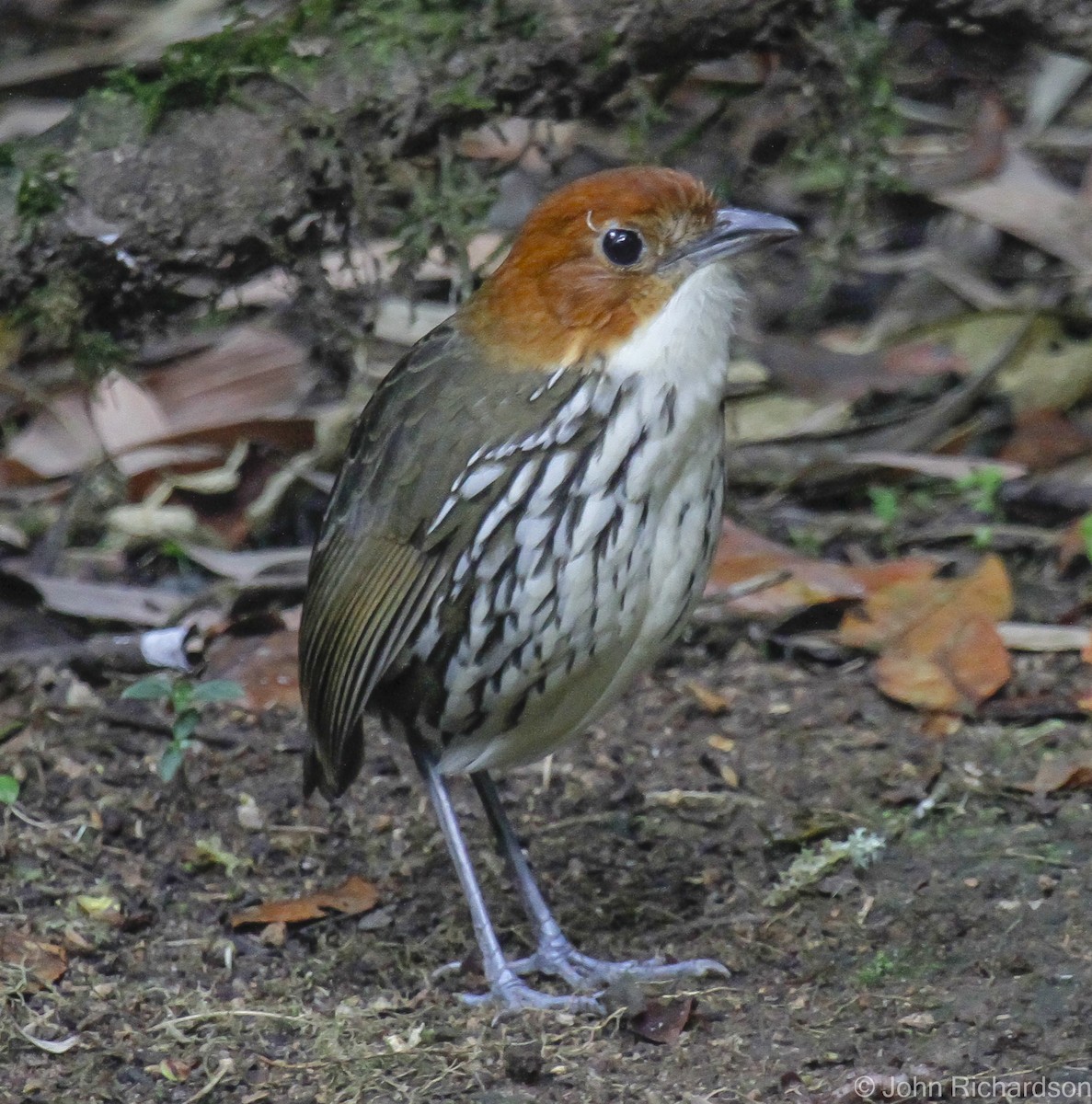 Chestnut-crowned Antpitta - ML628169543