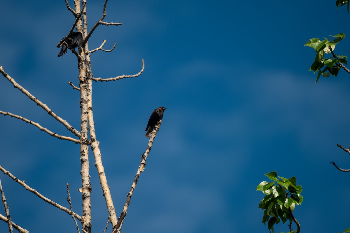 Brown-headed Cowbird - ML628169572