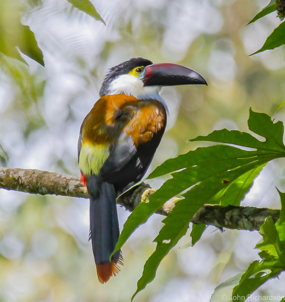 Black-billed Mountain-Toucan - ML628169653