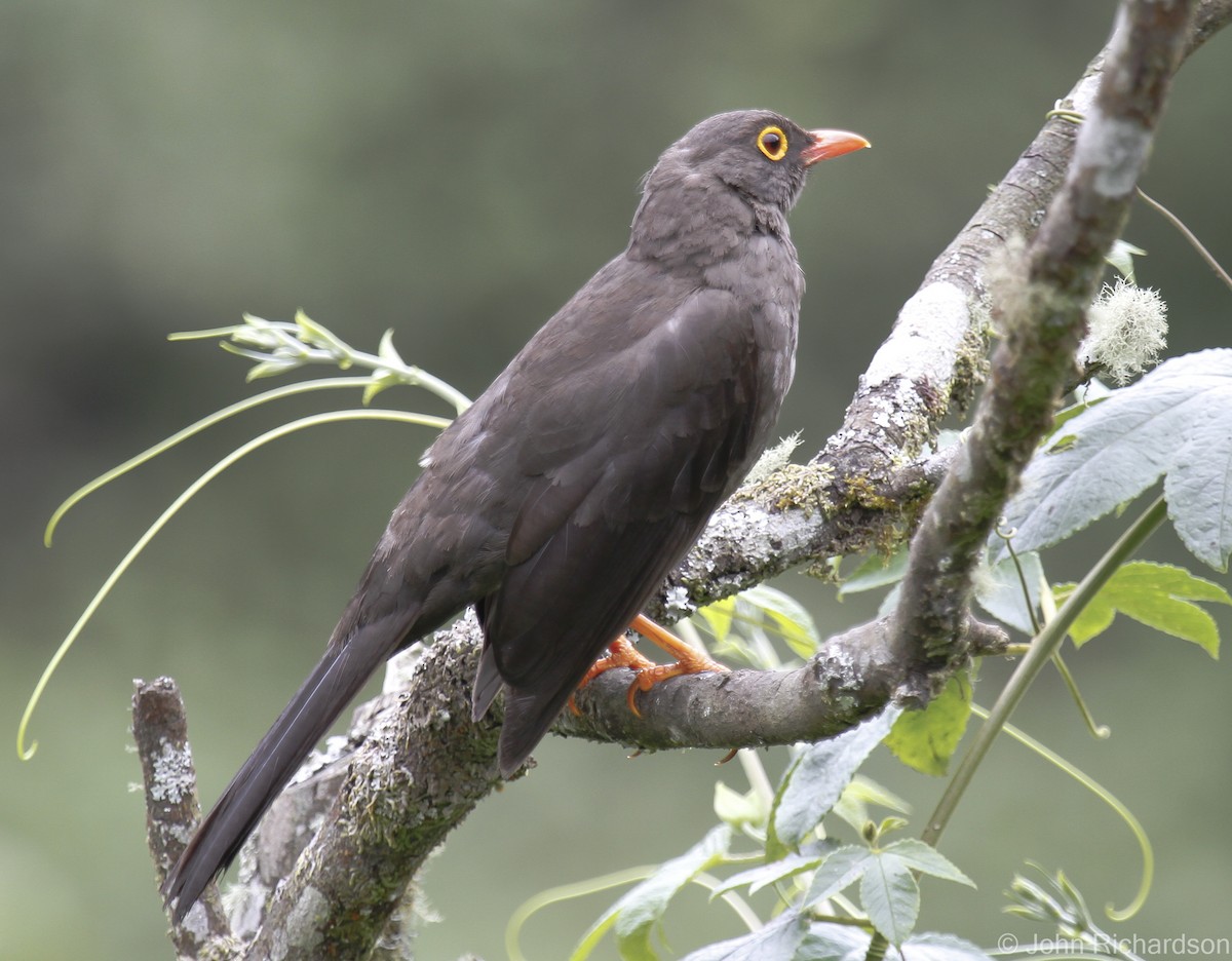 Great Thrush - ML628169658