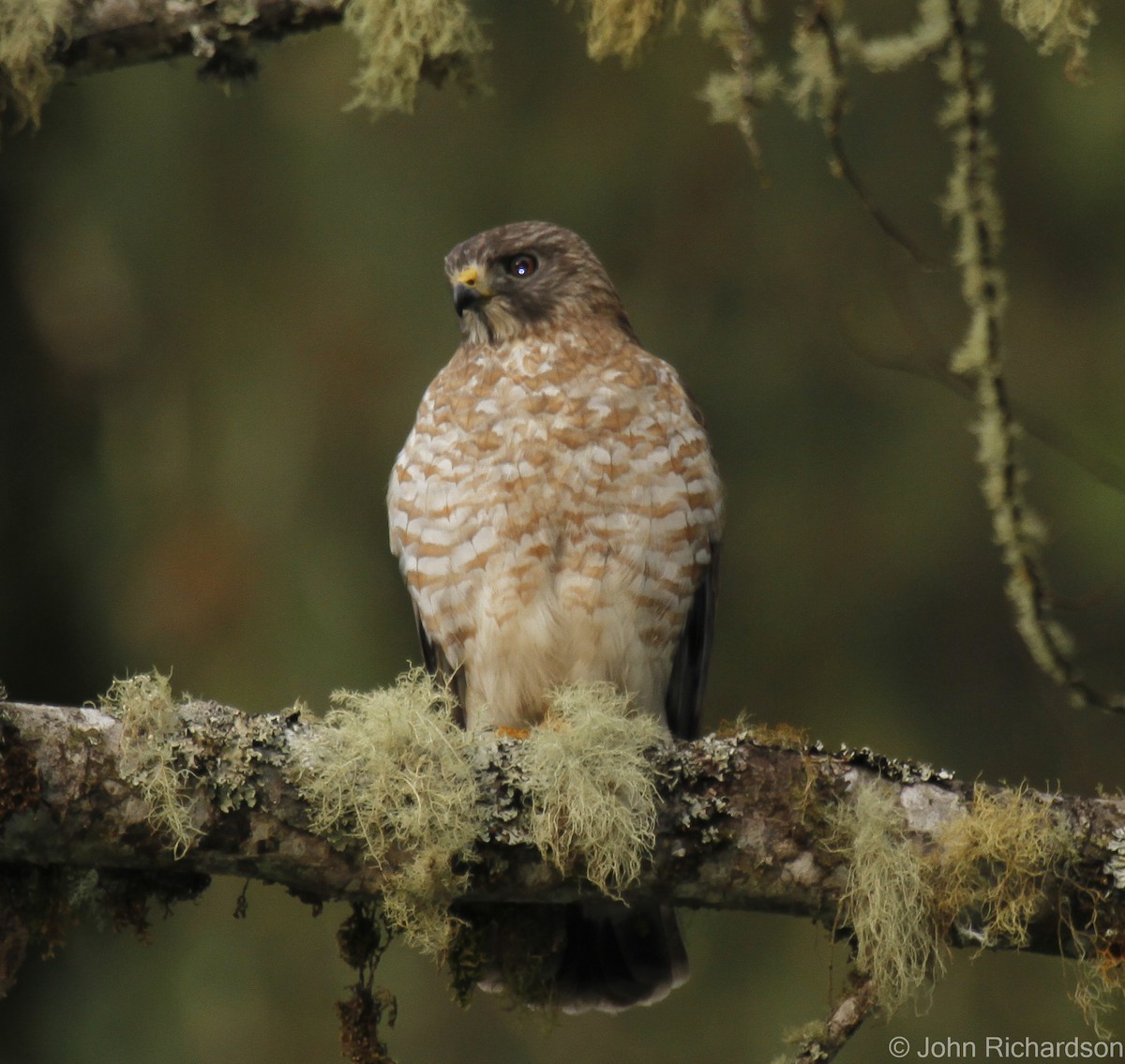 Broad-winged Hawk - ML628169686