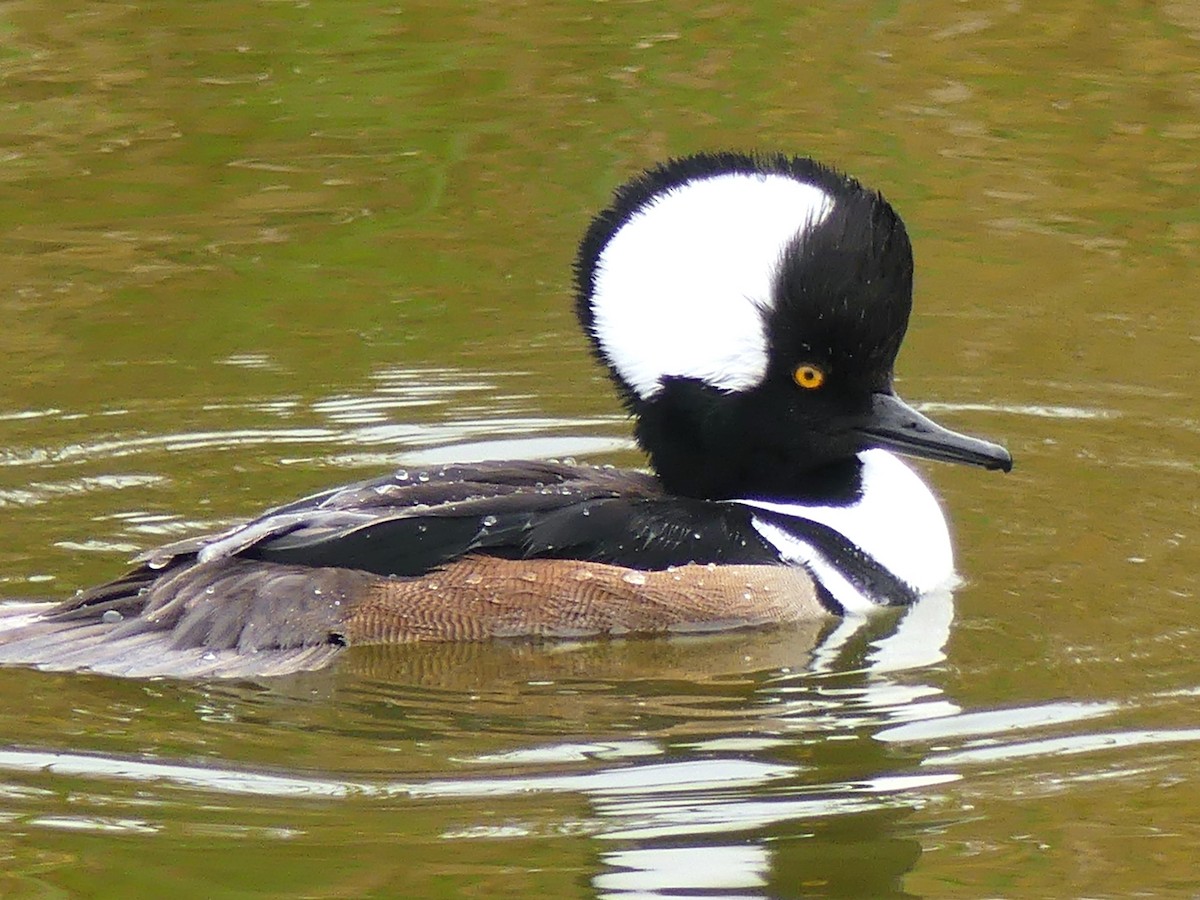 Hooded Merganser - ML628169688