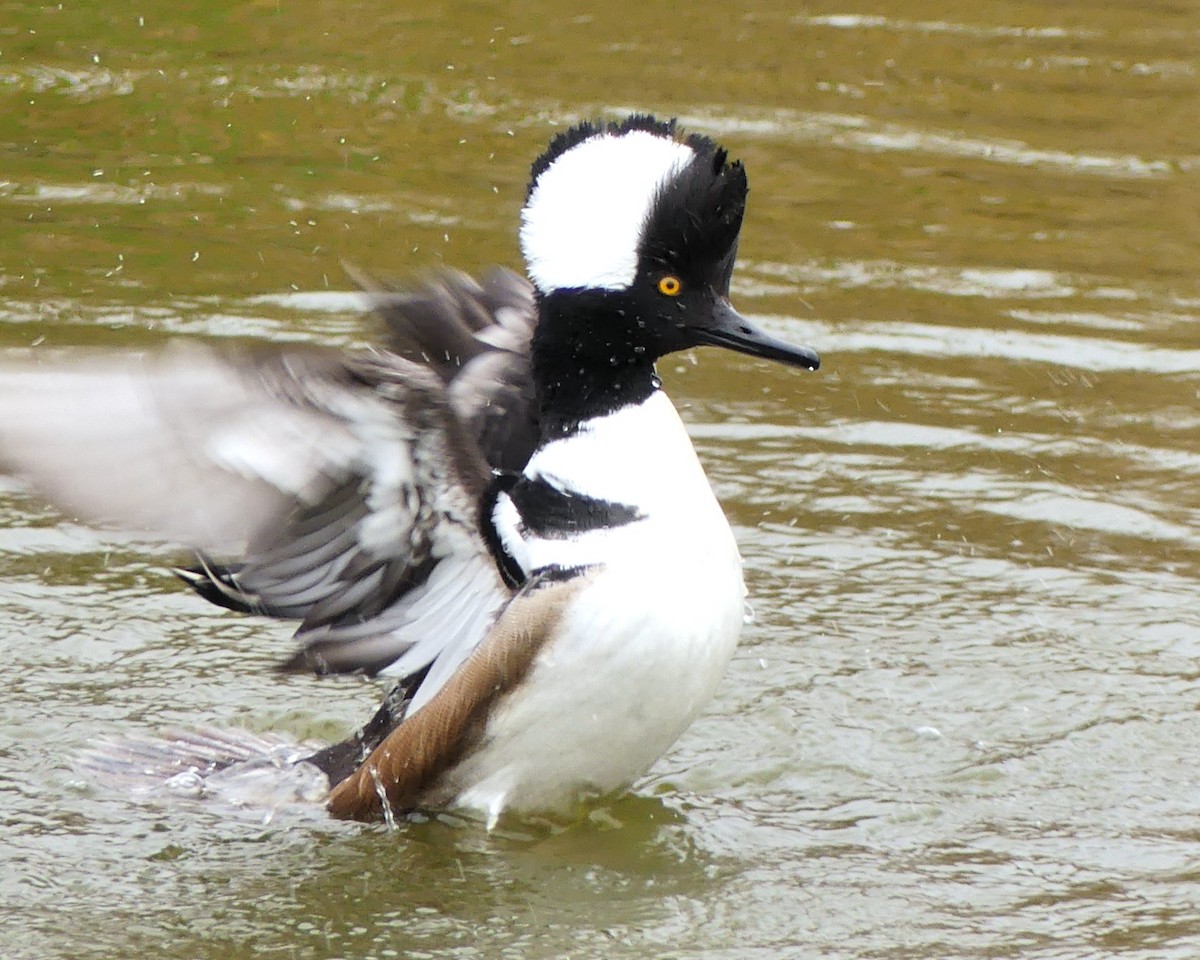 Hooded Merganser - ML628169689