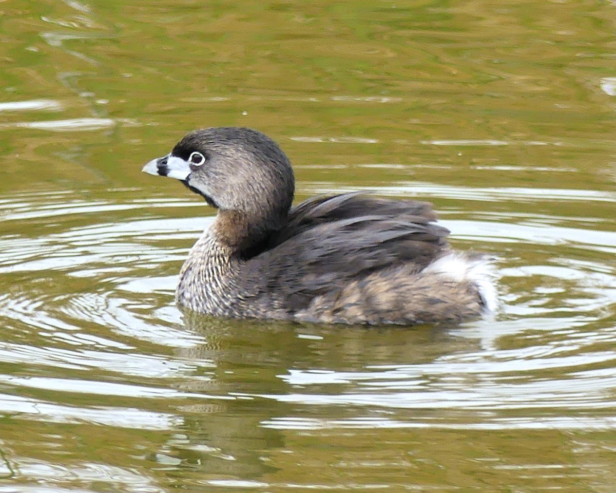 Pied-billed Grebe - ML628169700