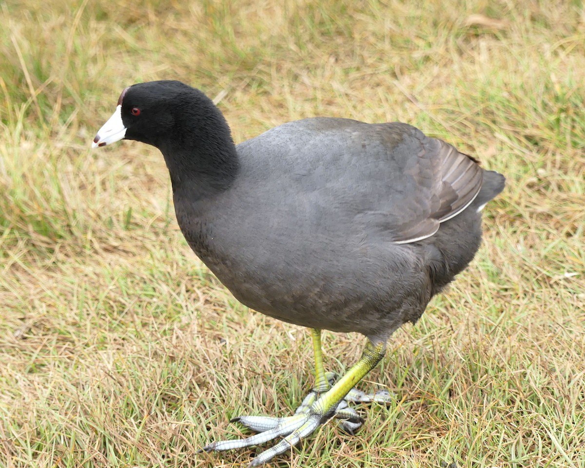 American Coot - ML628169708
