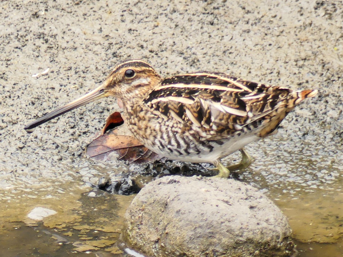 Wilson's Snipe - ML628169712