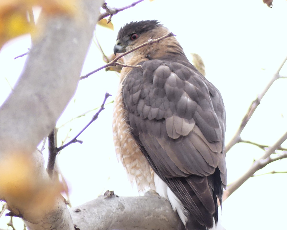 Cooper's Hawk - ML628169717