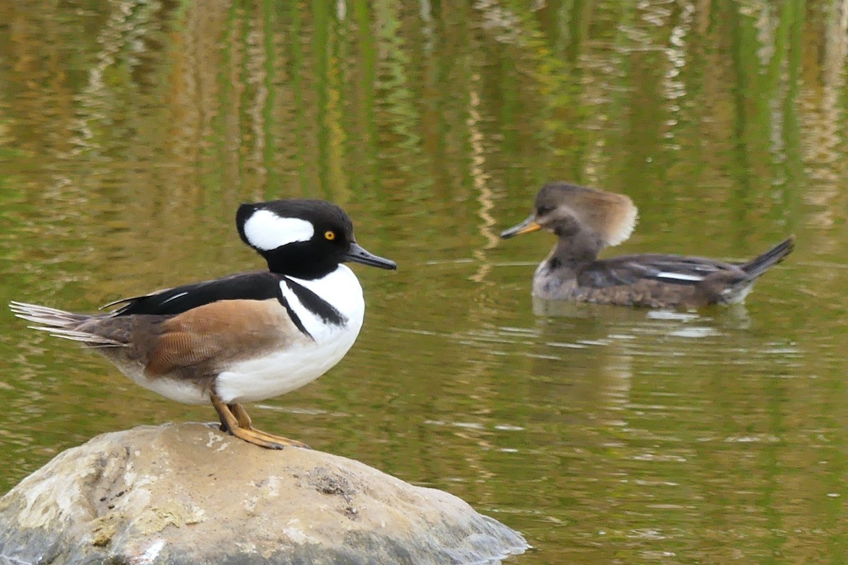 Hooded Merganser - ML628169724