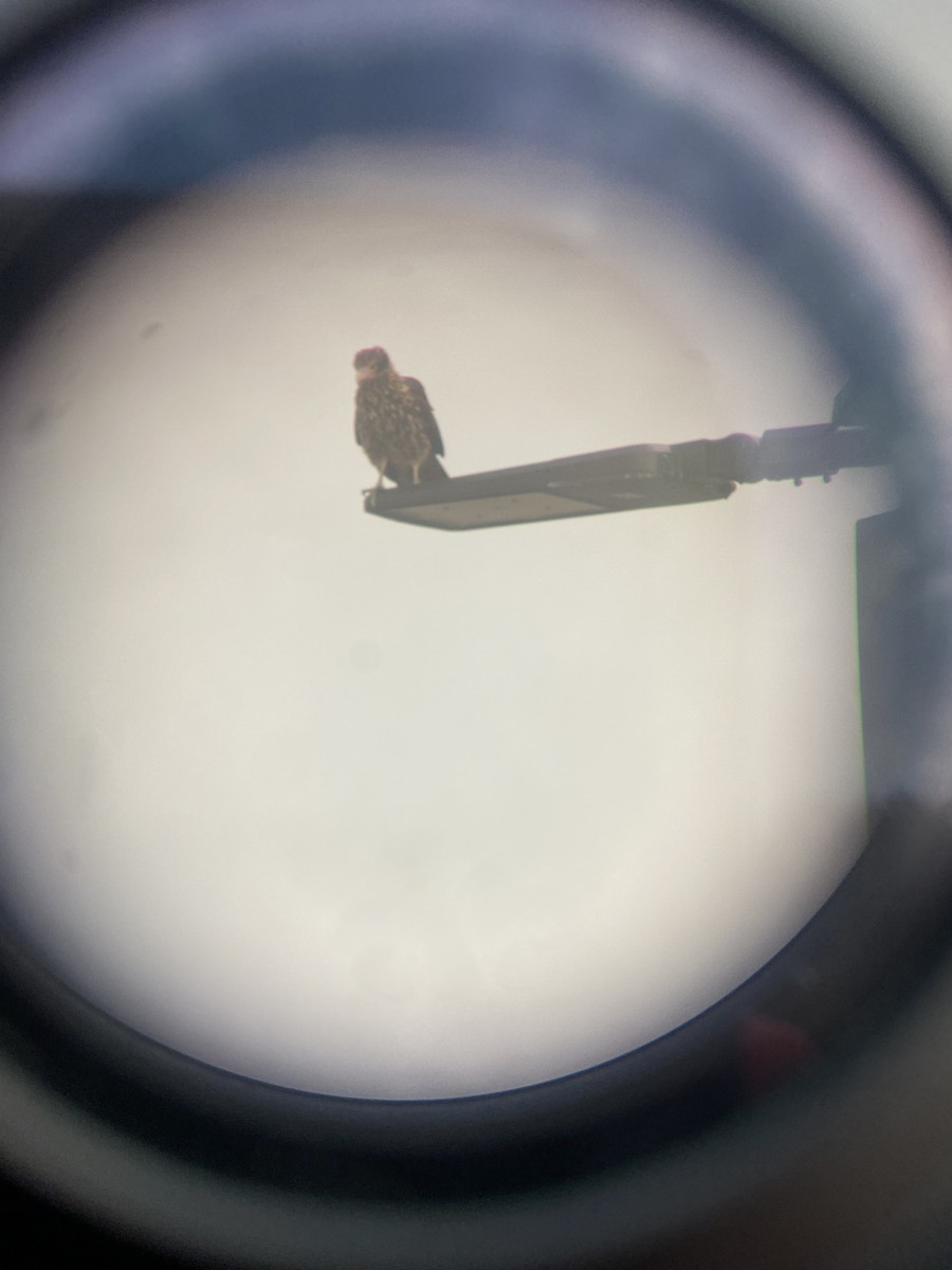 Yellow-headed Caracara - ML628170353