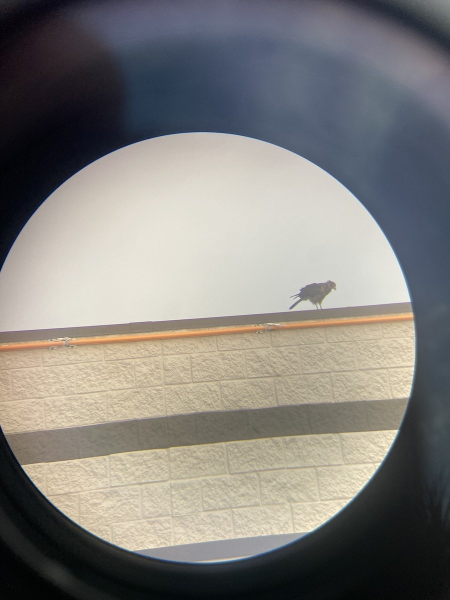 Yellow-headed Caracara - ML628170354