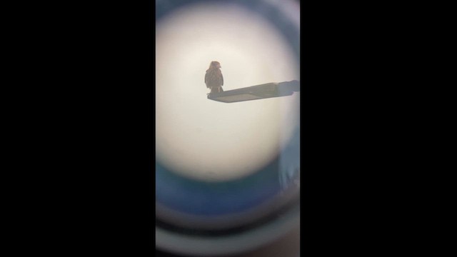 Yellow-headed Caracara - ML628170355