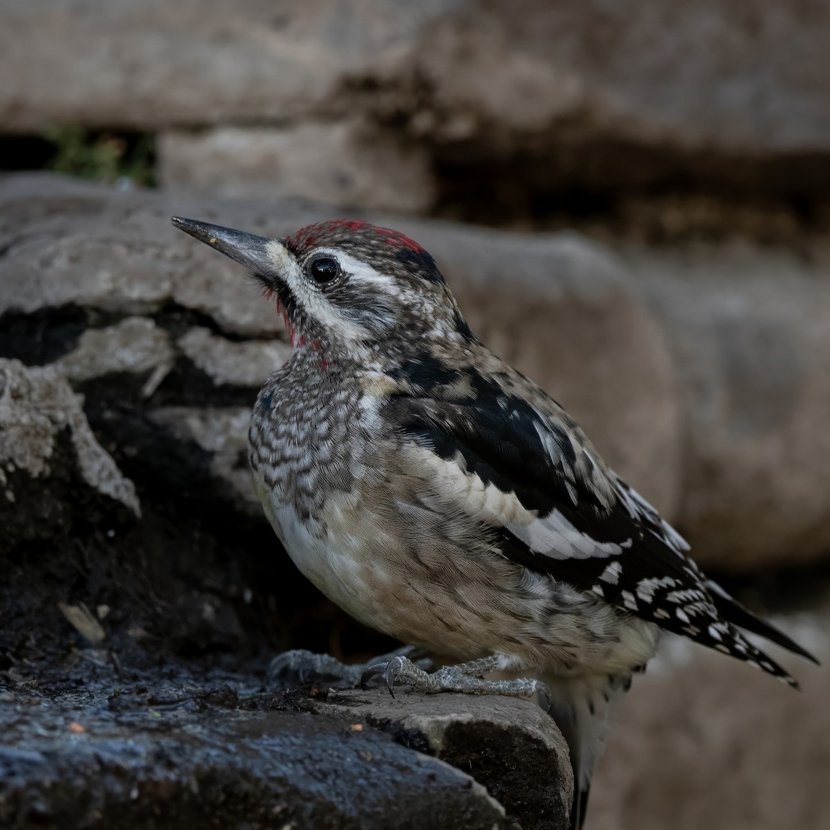 Yellow-bellied Sapsucker - ML628170486