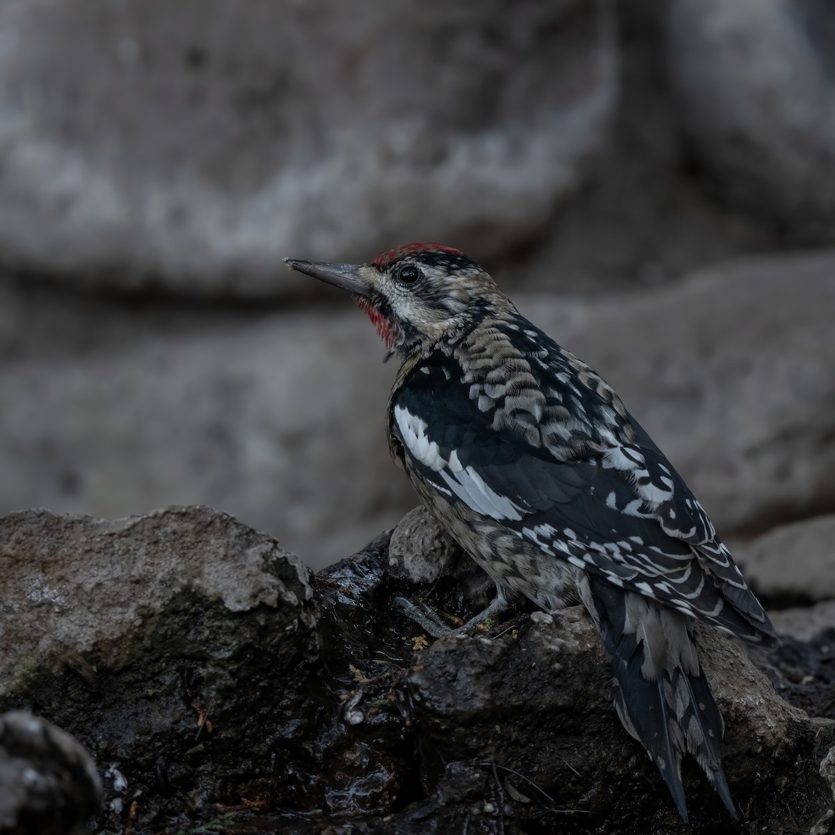 Yellow-bellied Sapsucker - ML628170487