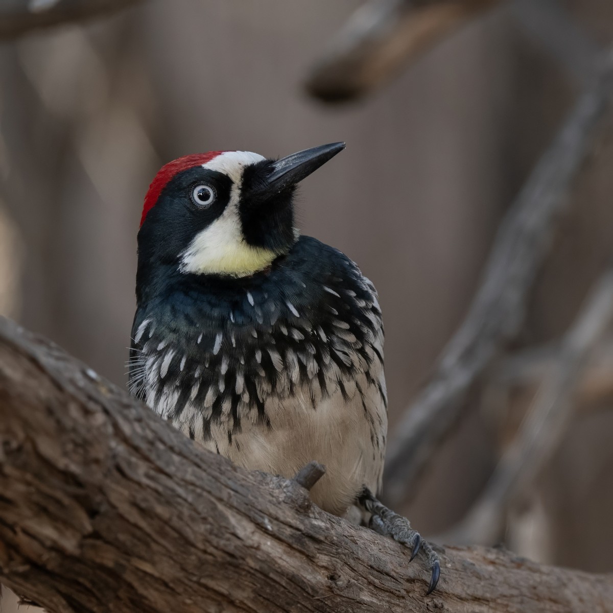 Acorn Woodpecker - ML628170493