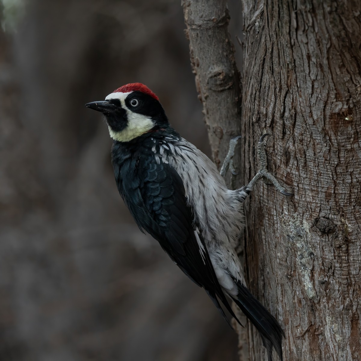 Acorn Woodpecker - ML628170494