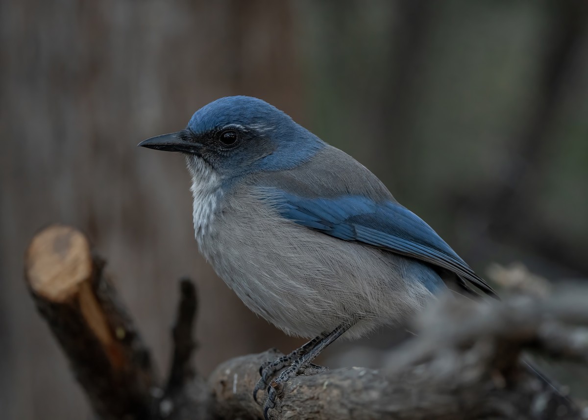 Woodhouse's Scrub-Jay - ML628170502