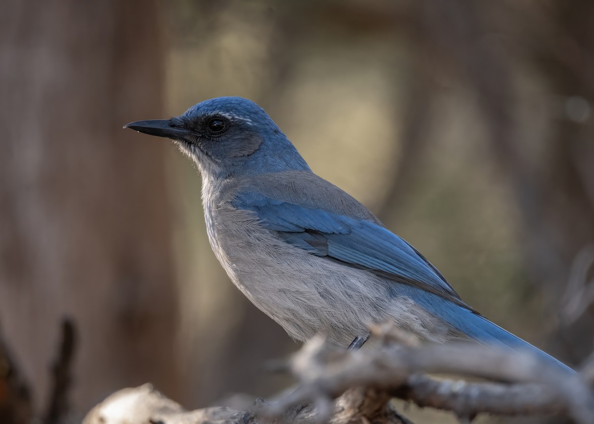 Woodhouse's Scrub-Jay - ML628170503