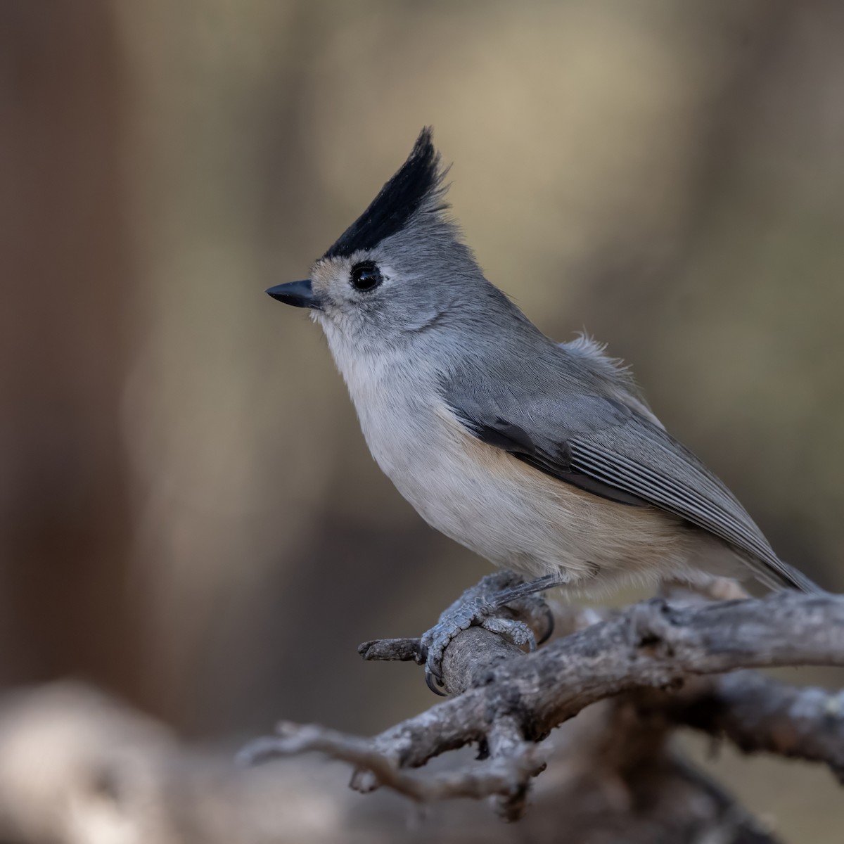 Black-crested Titmouse - ML628170511