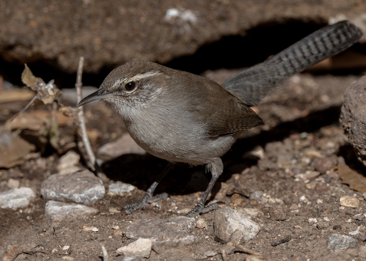 Bewick's Wren - ML628170514