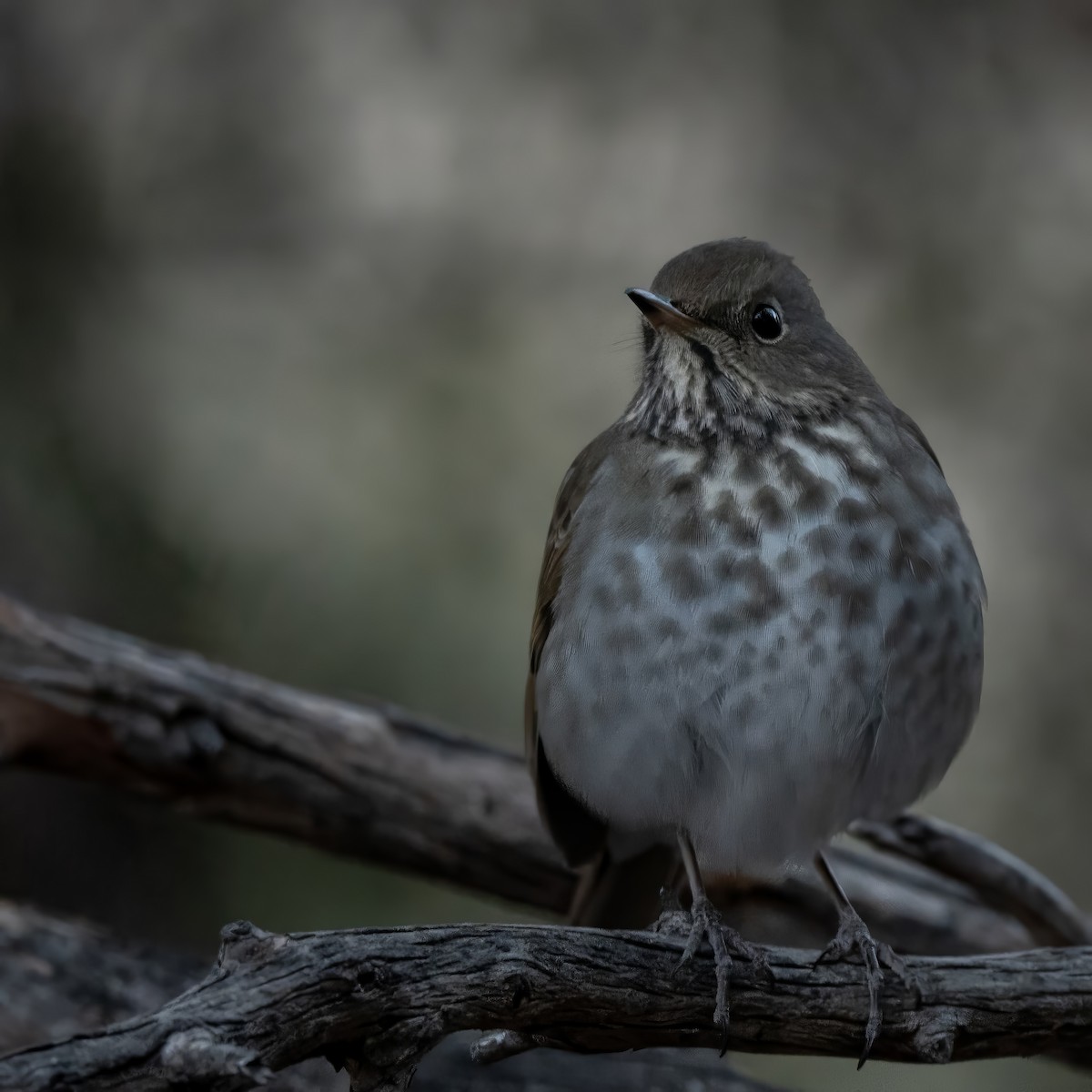 Hermit Thrush - ML628170519