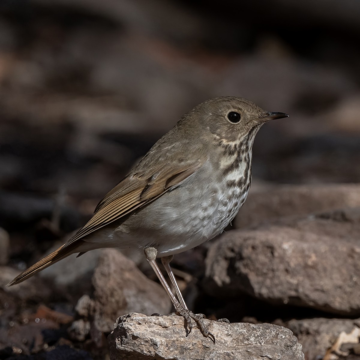 Hermit Thrush - ML628170520