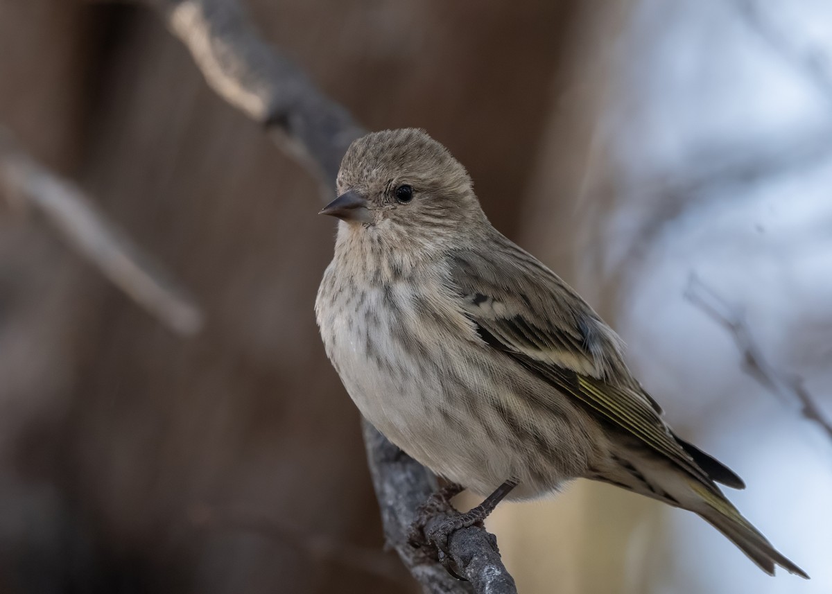 Pine Siskin - ML628170535