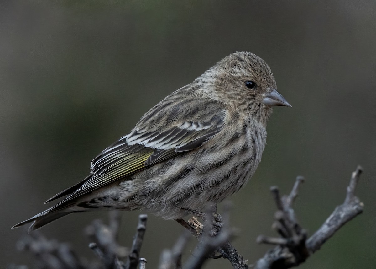 Pine Siskin - ML628170536