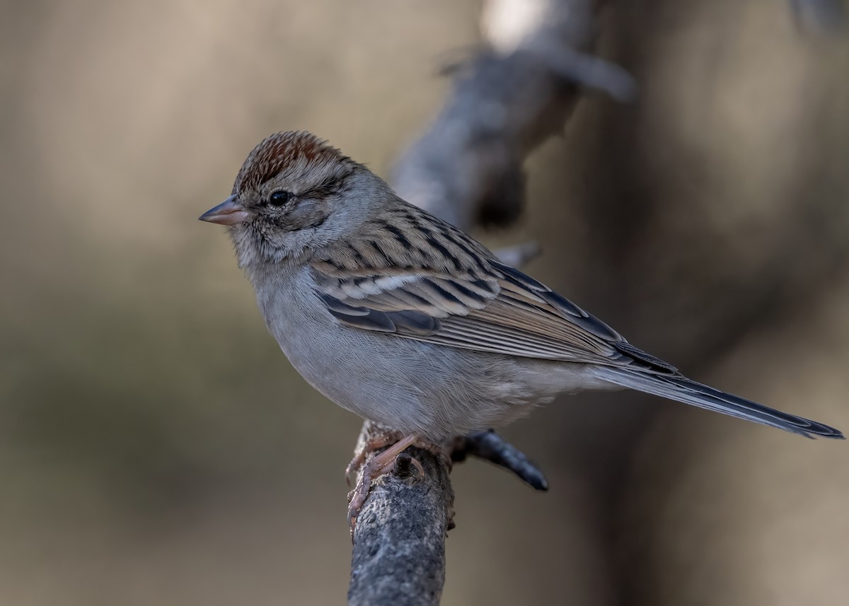 Chipping Sparrow - ML628170542