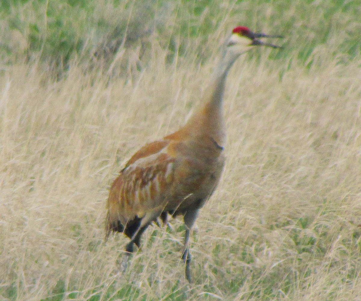 Kanada Turnası - ML628170548