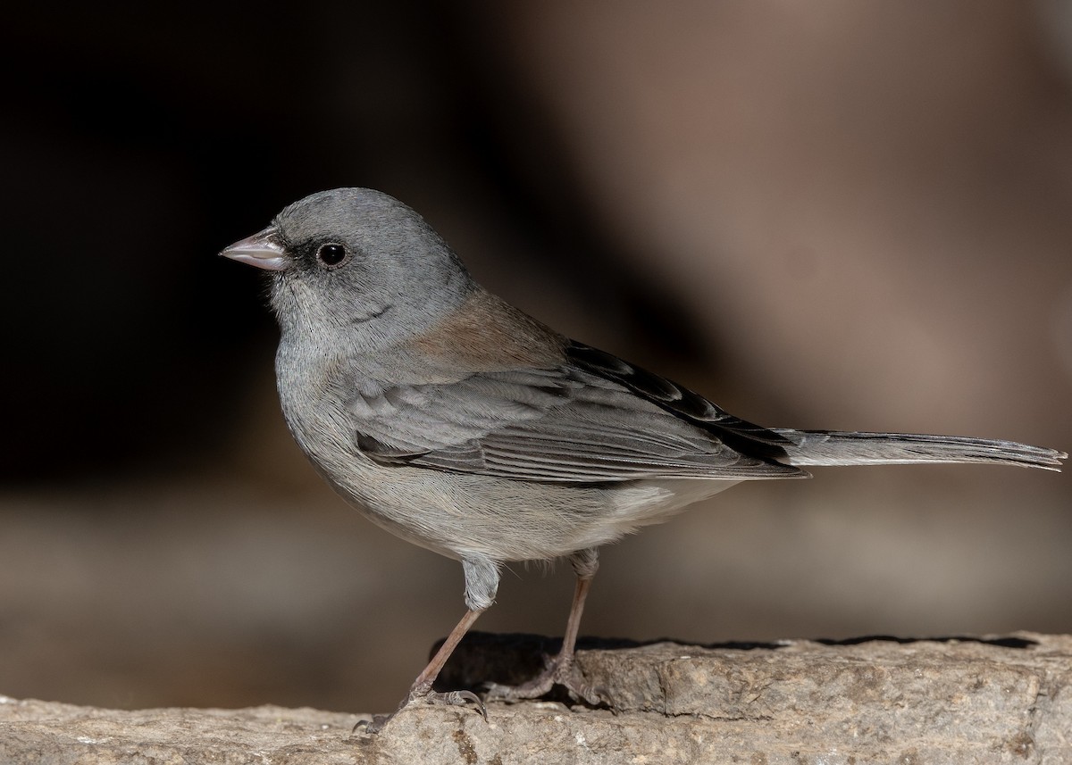 Dark-eyed Junco (Gray-headed) - ML628170557