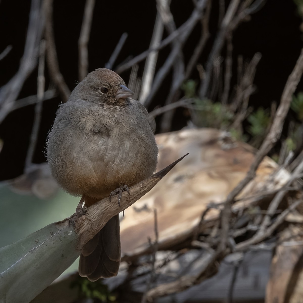 Canyon Towhee - ML628170572