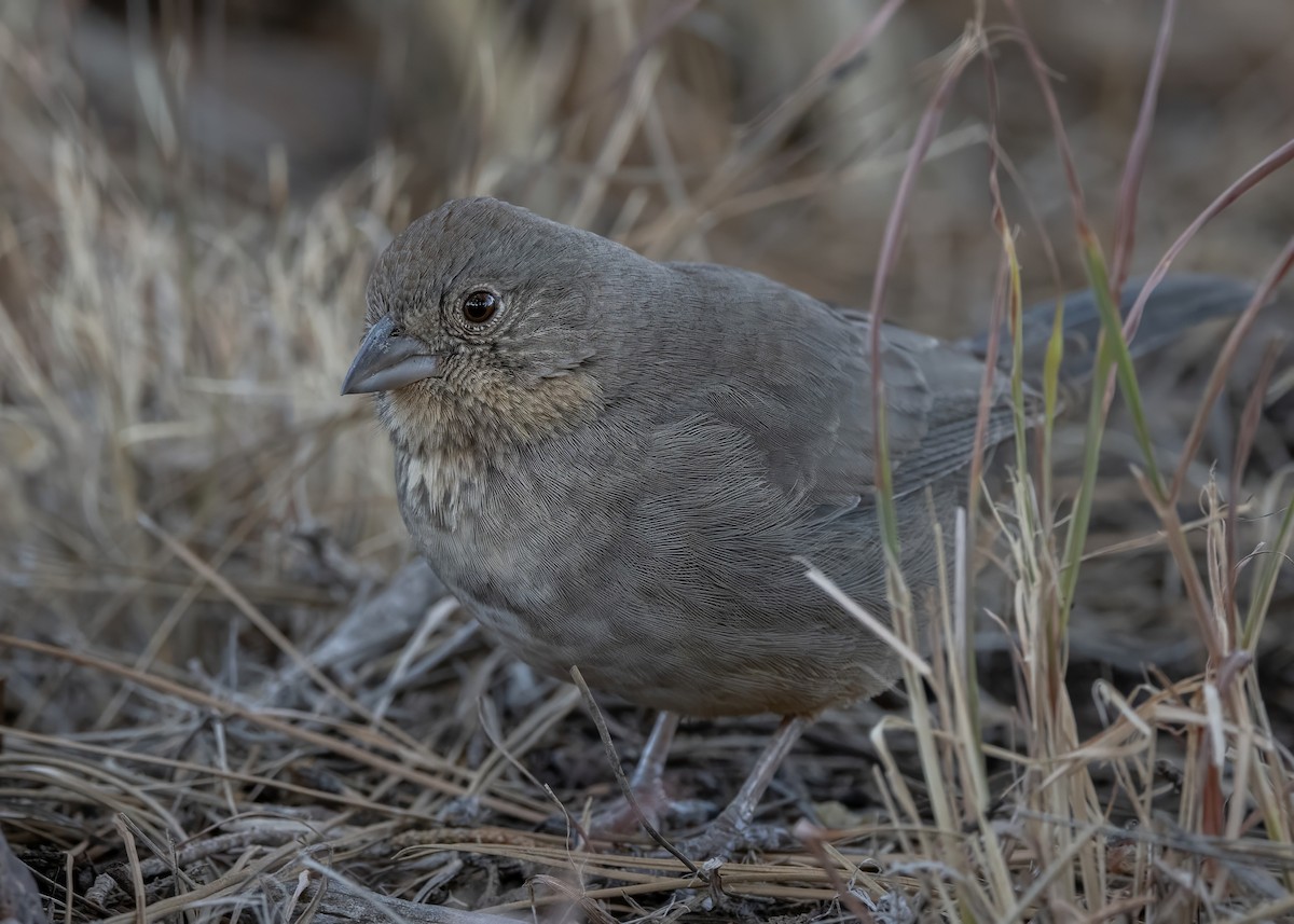 Canyon Towhee - ML628170573