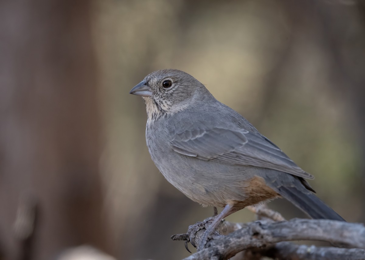 Canyon Towhee - ML628170574