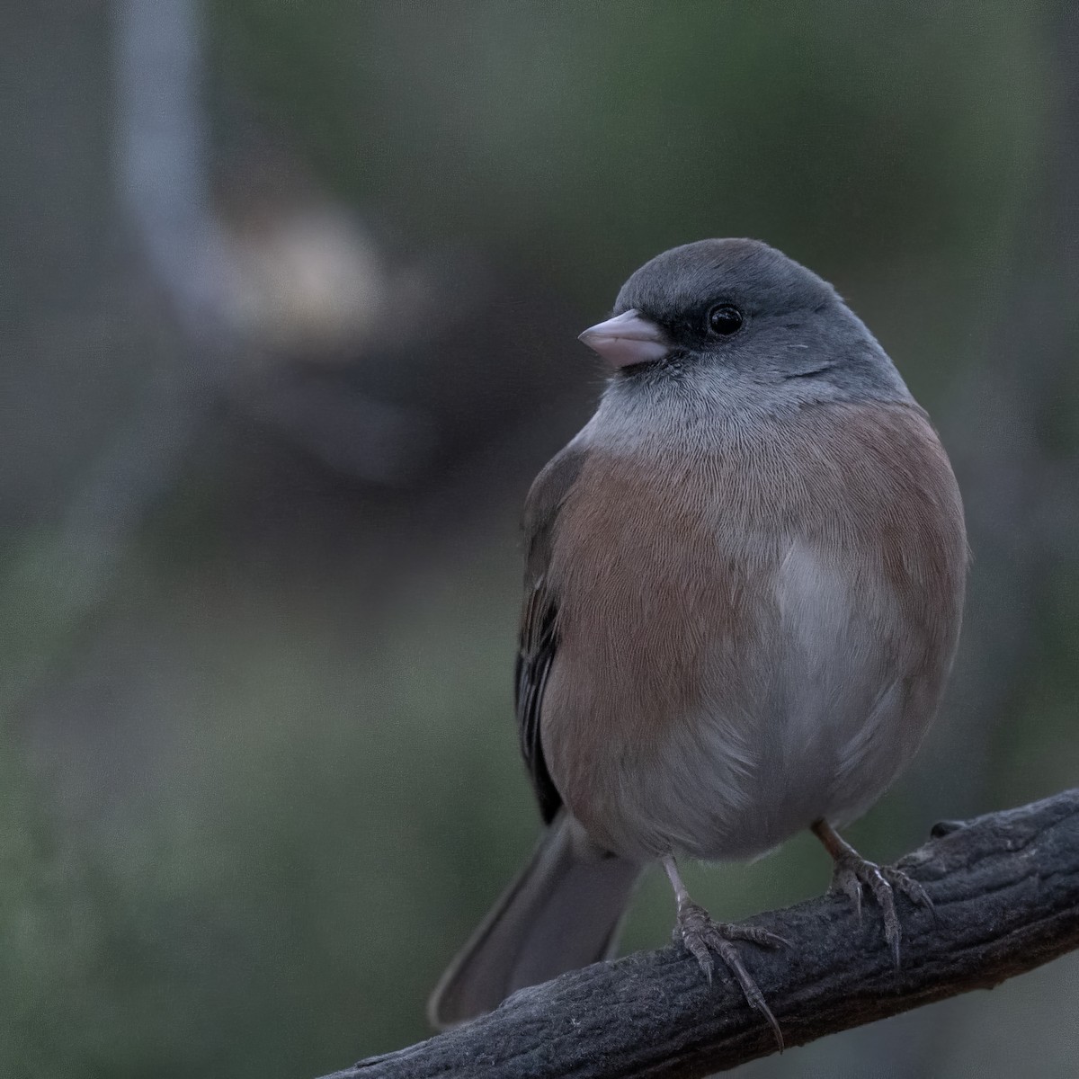 Dark-eyed Junco (Pink-sided) - ML628170576