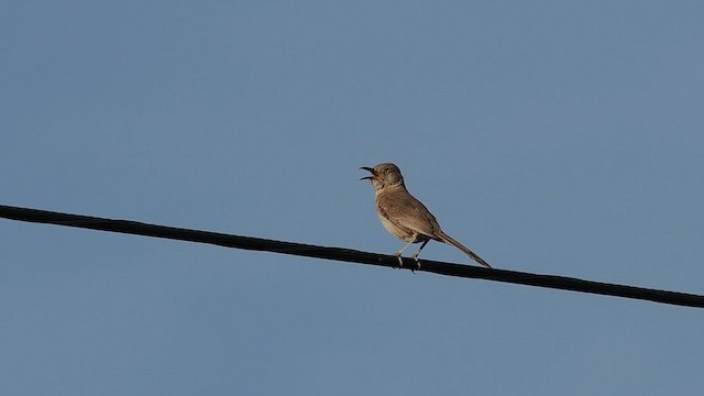 Bendire's Thrasher - ML628170781