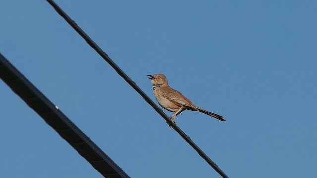 Bendire's Thrasher - ML628170784