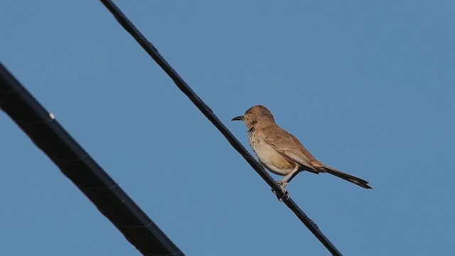 Bendire's Thrasher - ML628170785