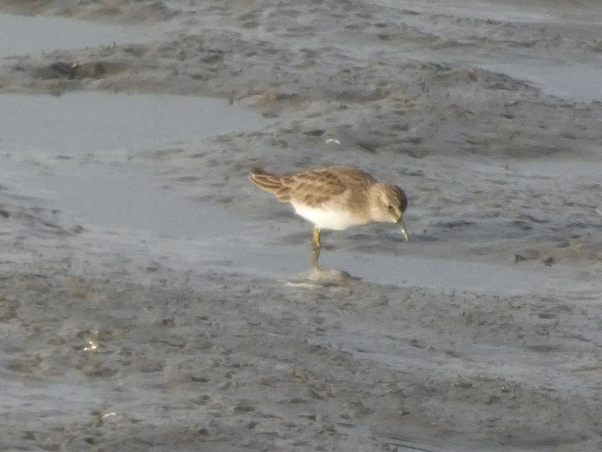 Least Sandpiper - ML628170937