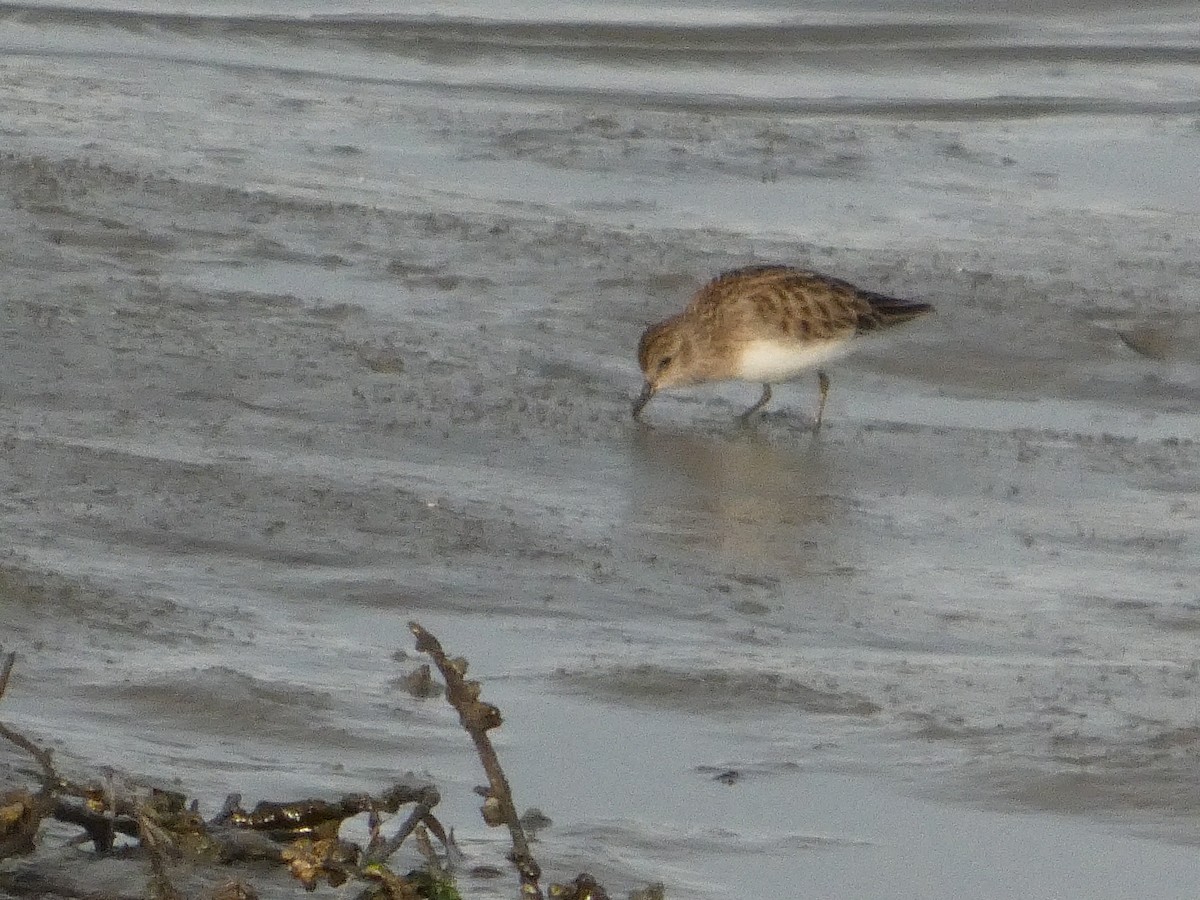 Least Sandpiper - ML628170938