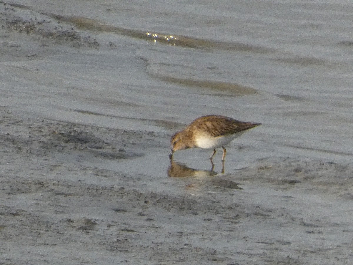 Least Sandpiper - ML628170940